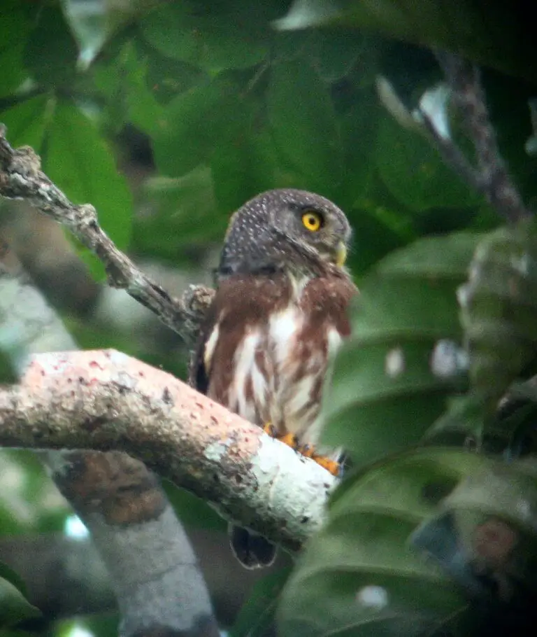 Amazonian Pygmy Owl