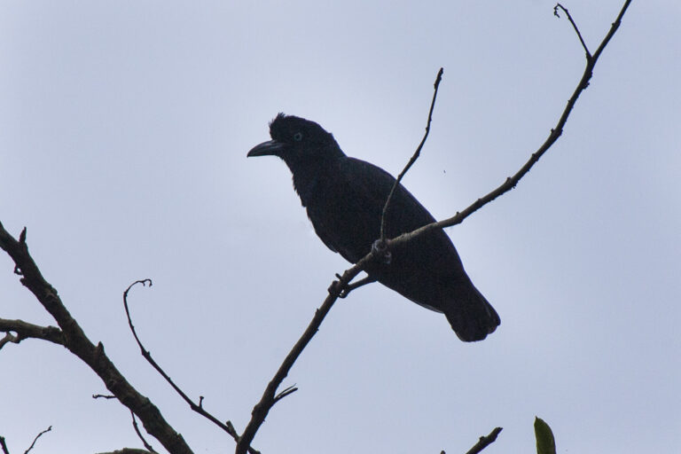 Amazonian Umbrellabird