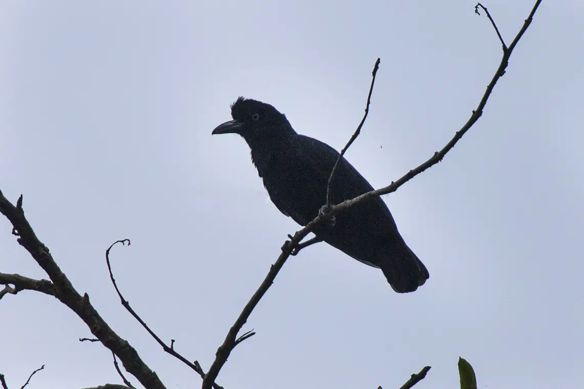 Amazonian Umbrellabird