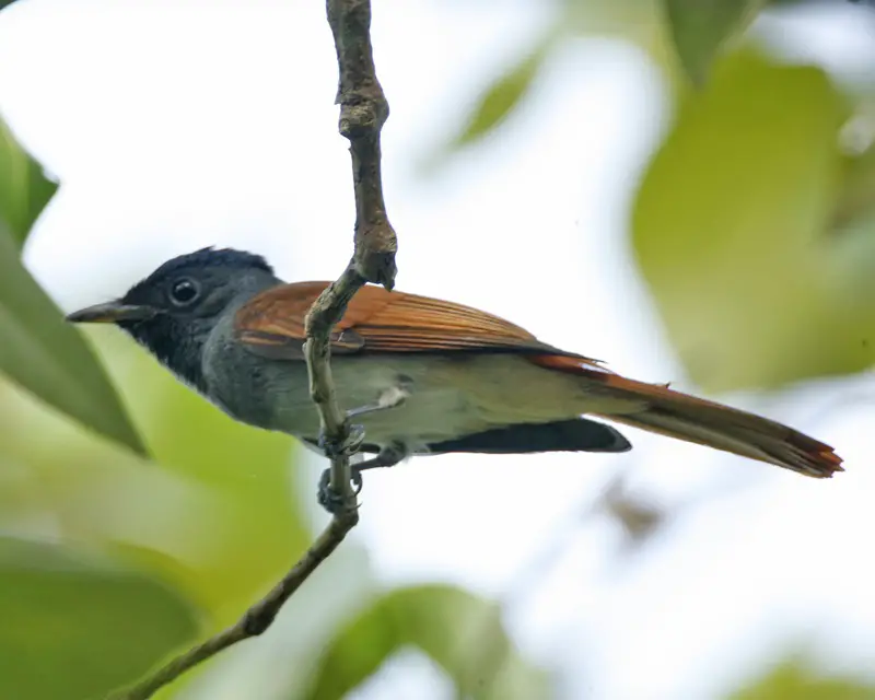 Amur Paradise Flycatcher