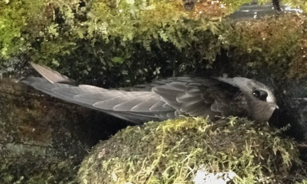 American Black Swift