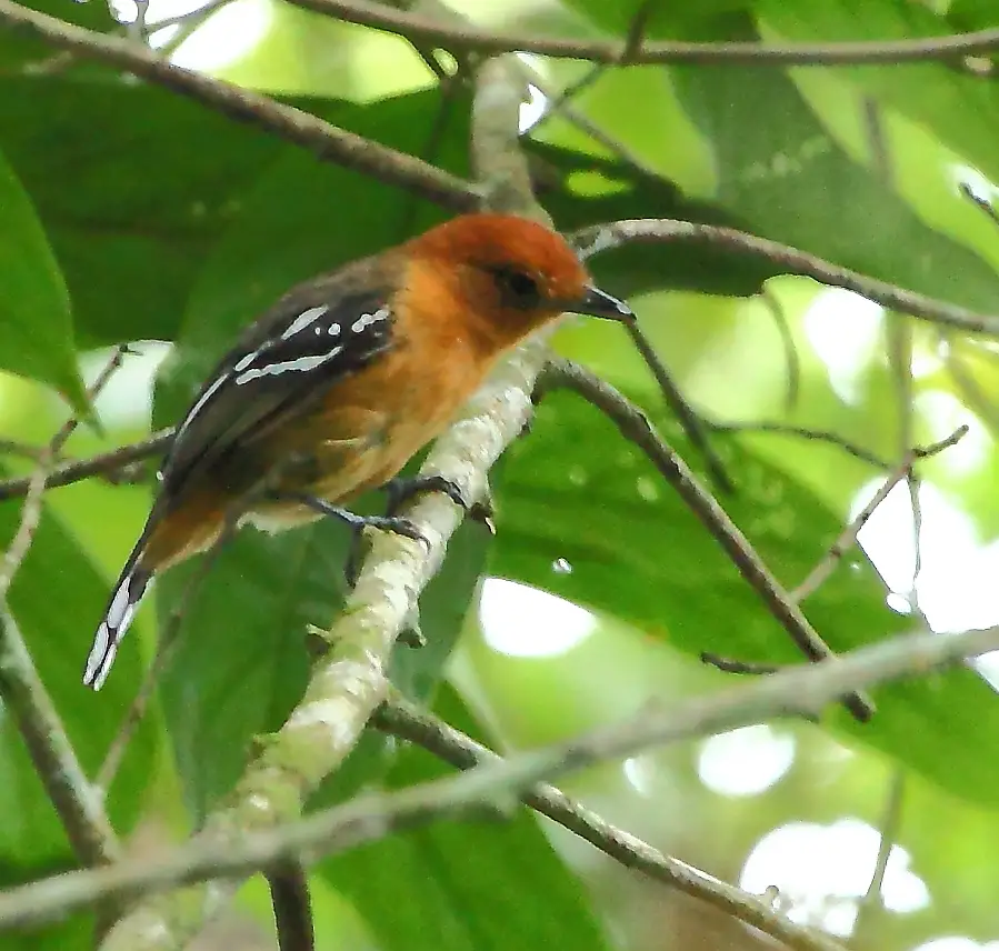 Amazonian Antshrike