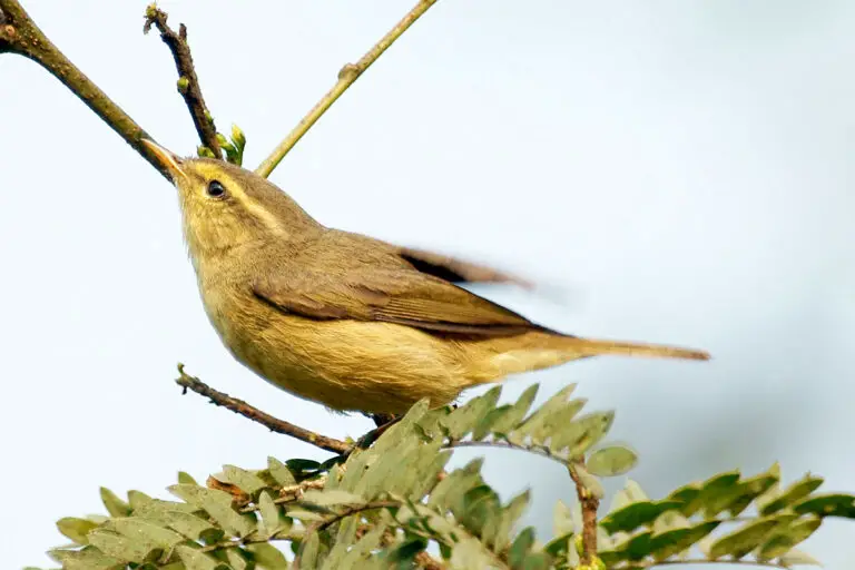 Alpine Leaf Warbler