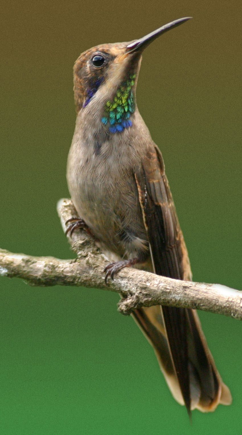 Brown Violetear