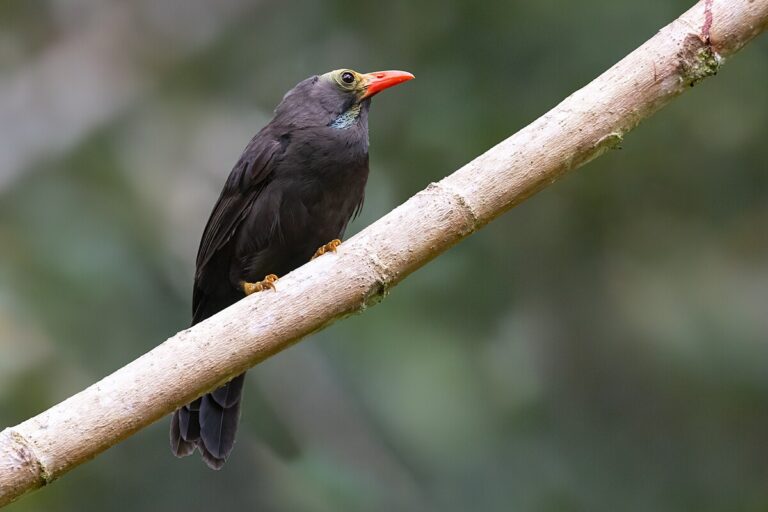 Bare-Headed Laughingthrush