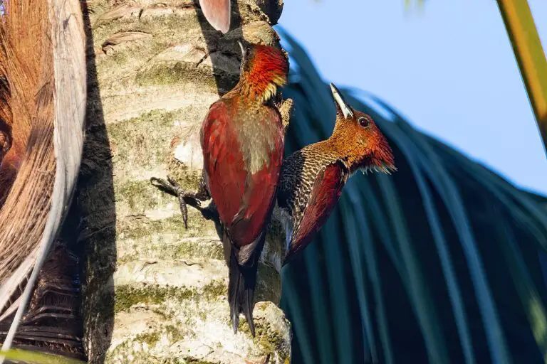 Banded Woodpecker