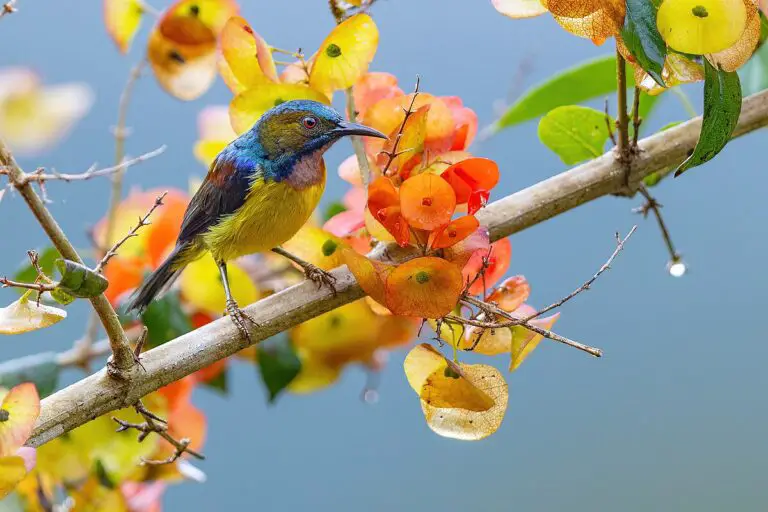 Brown-Throated Sunbird