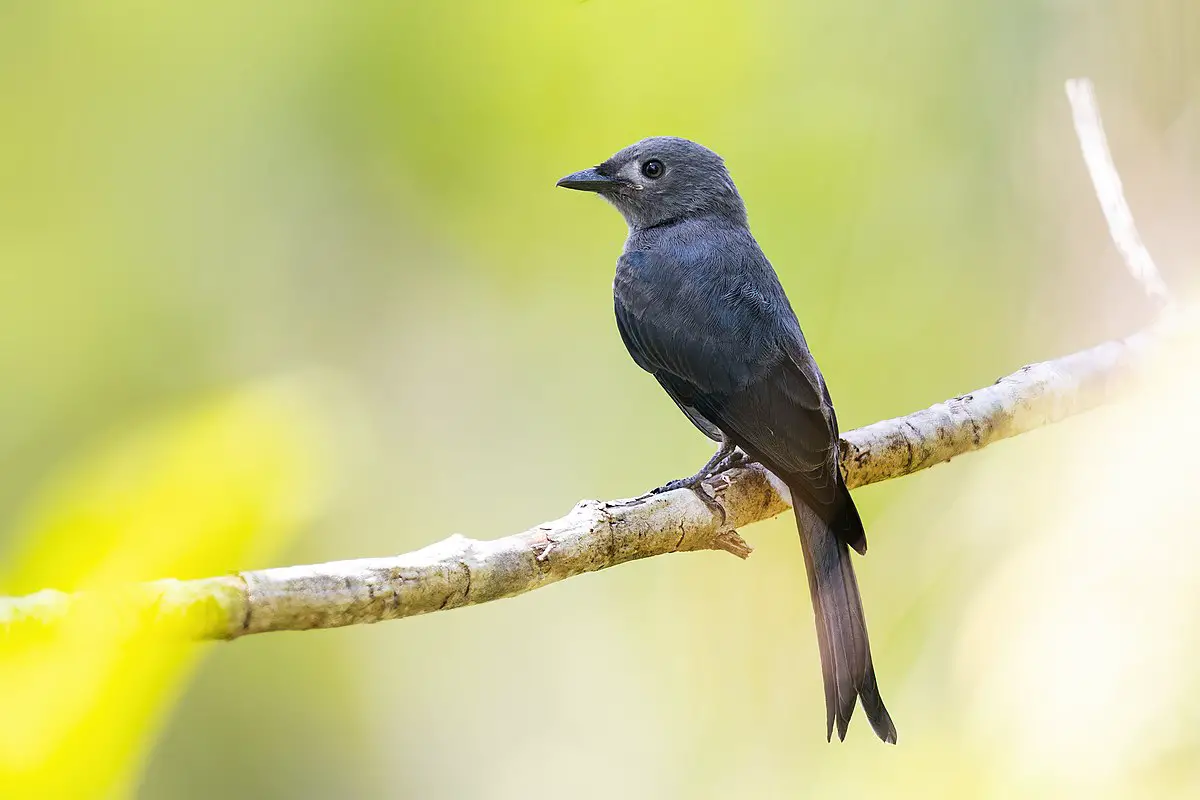 Ashy Drongo