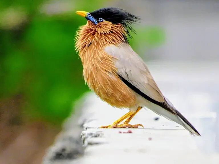 Brahminy Starling