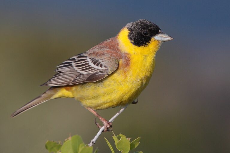 Black-Headed Bunting