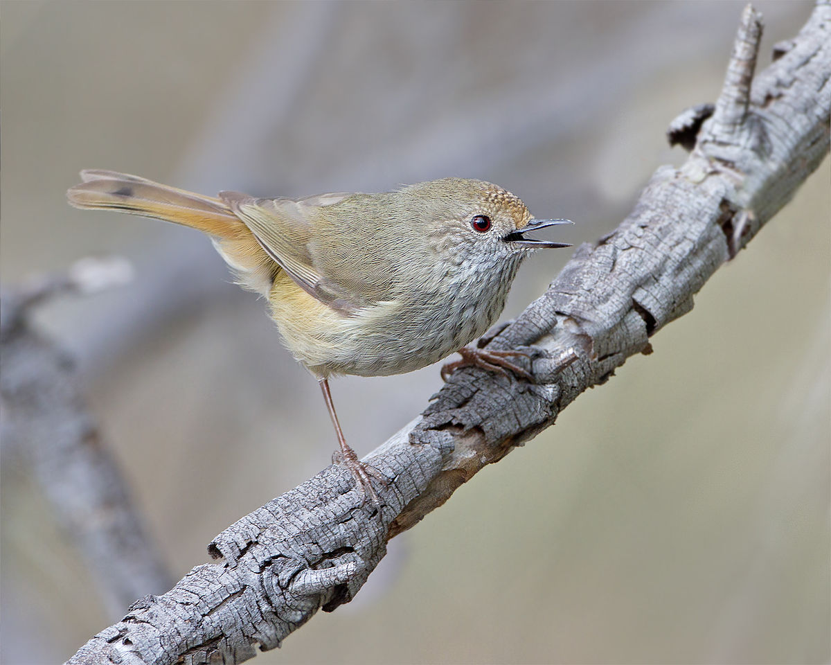 Brown Thornbill