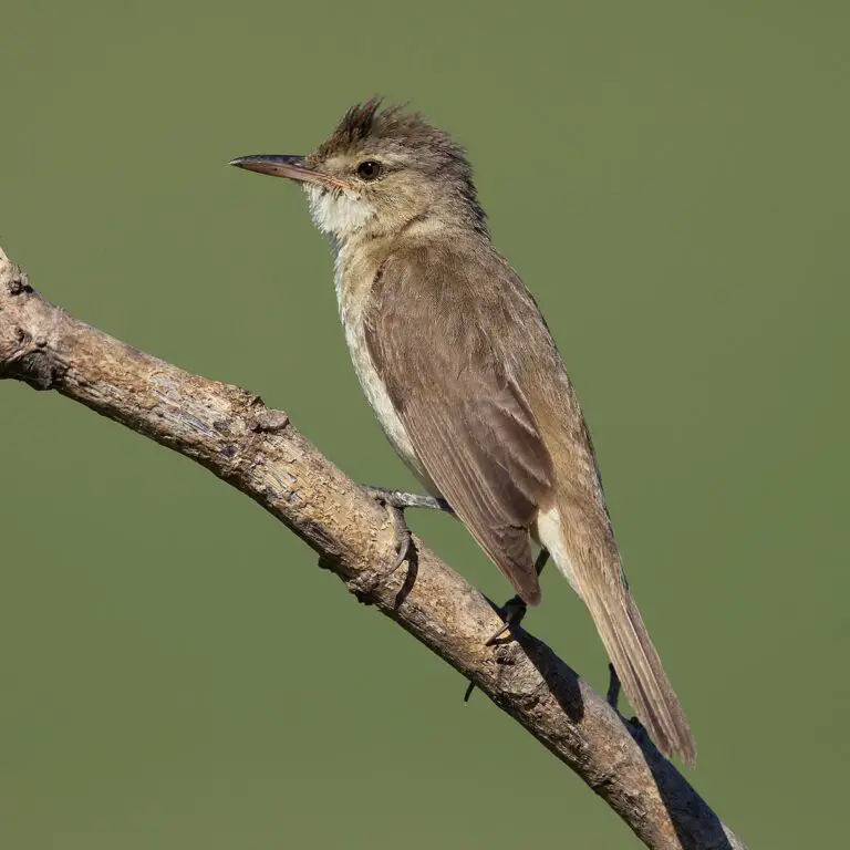 Australian Reed Warbler