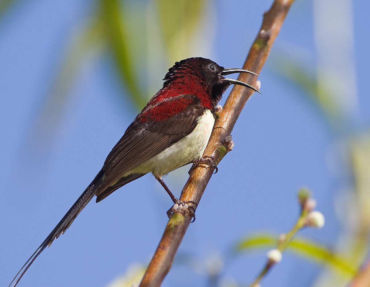 Black-Throated Sunbird