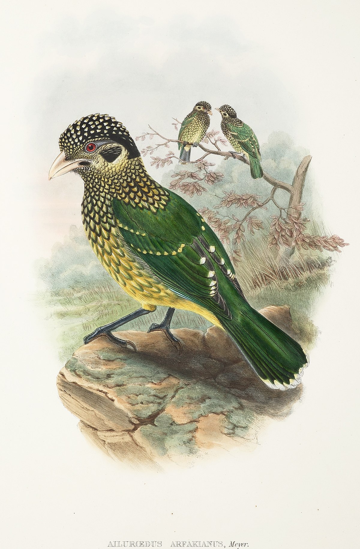 Arfak Catbird