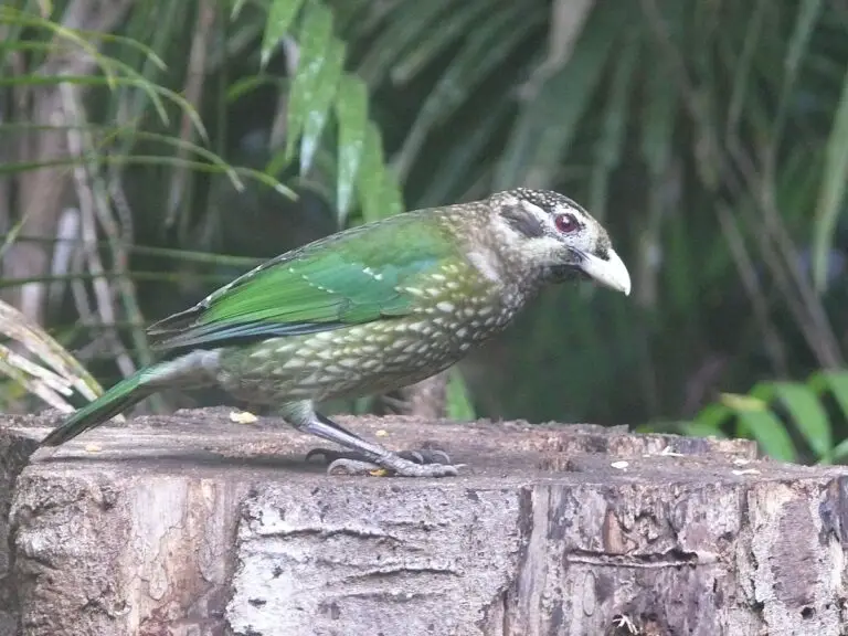 Black-Eared Catbird