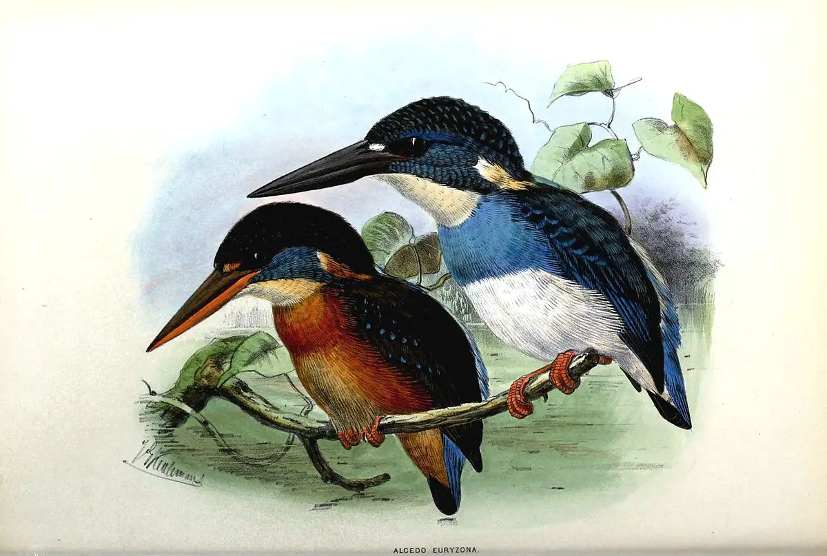 Blue-Banded Kingfisher