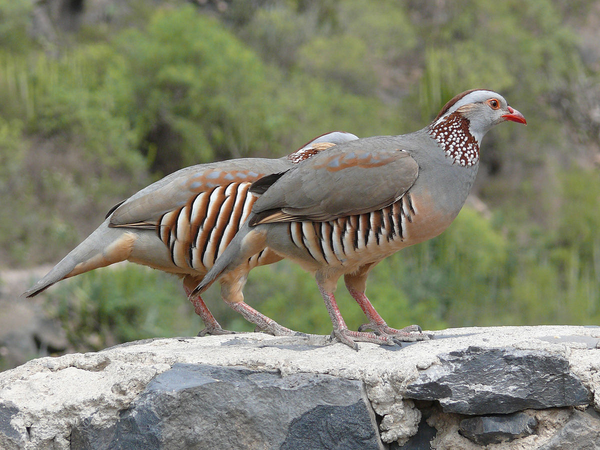 Barbary Partridge