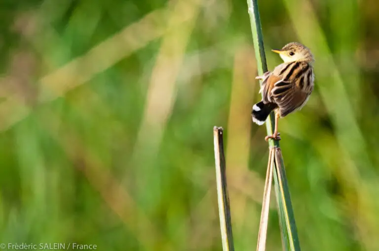 Ashy Cisticola