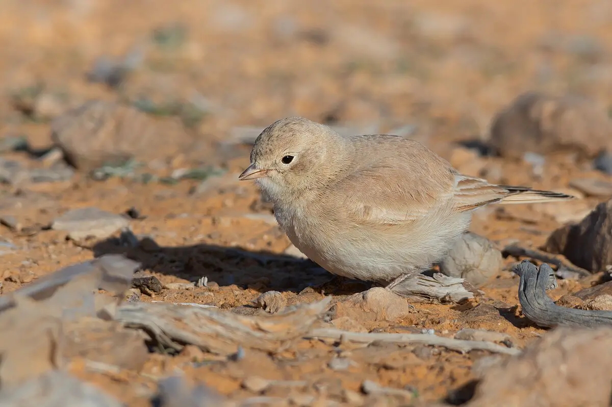 Bar-Tailed Lark