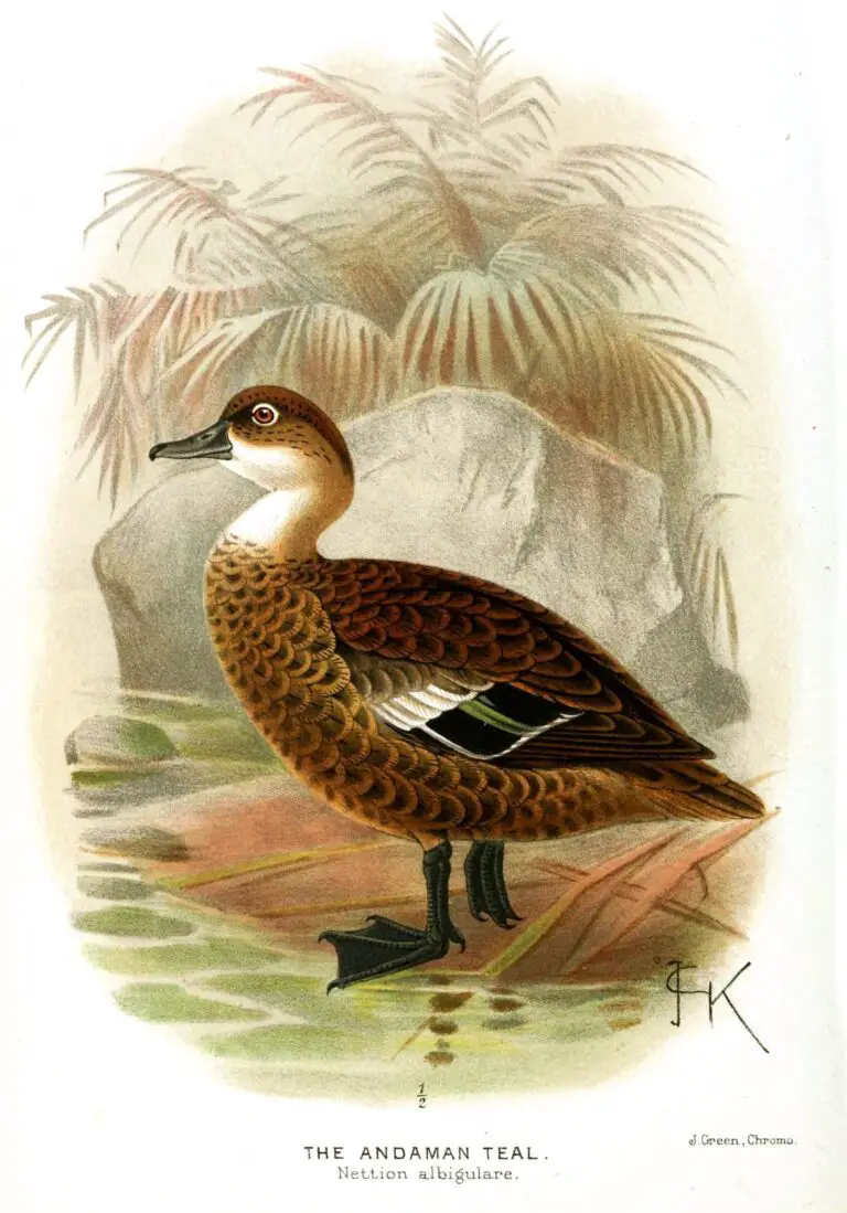 Andaman Teal