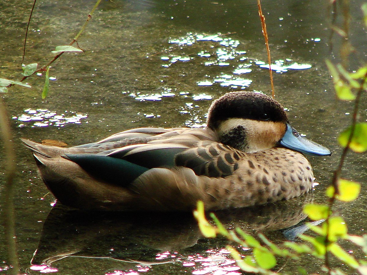 Blue-Billed Teal