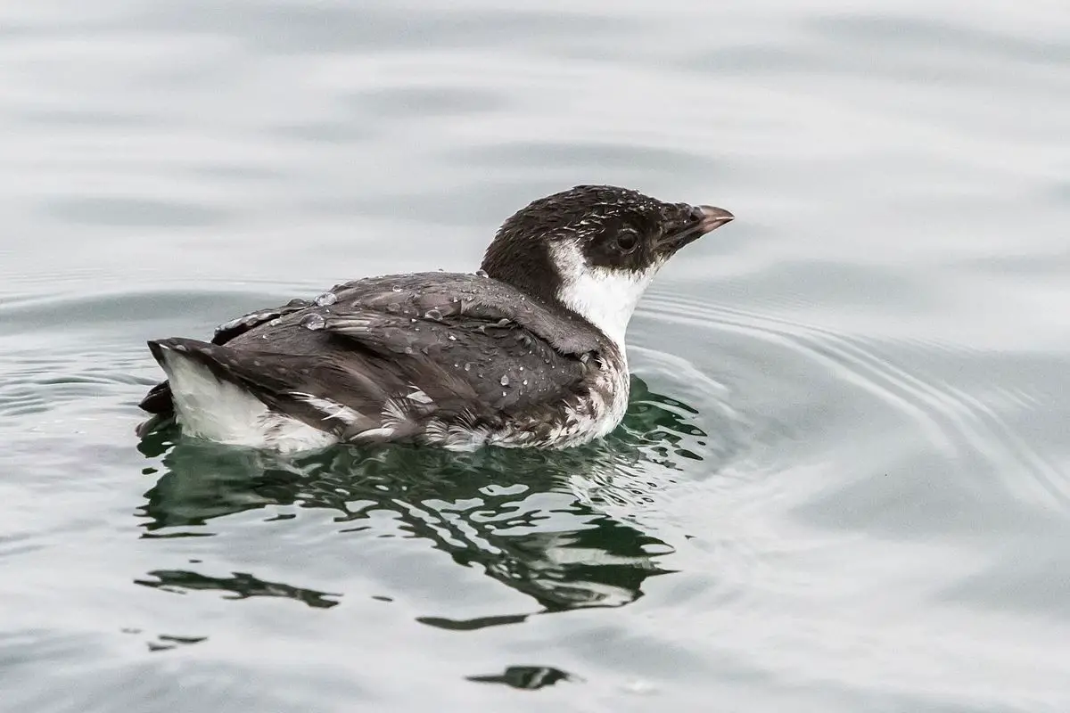 Ancient Murrelet