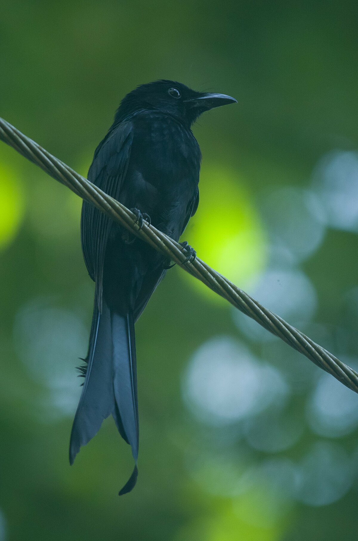 Andaman Drongo