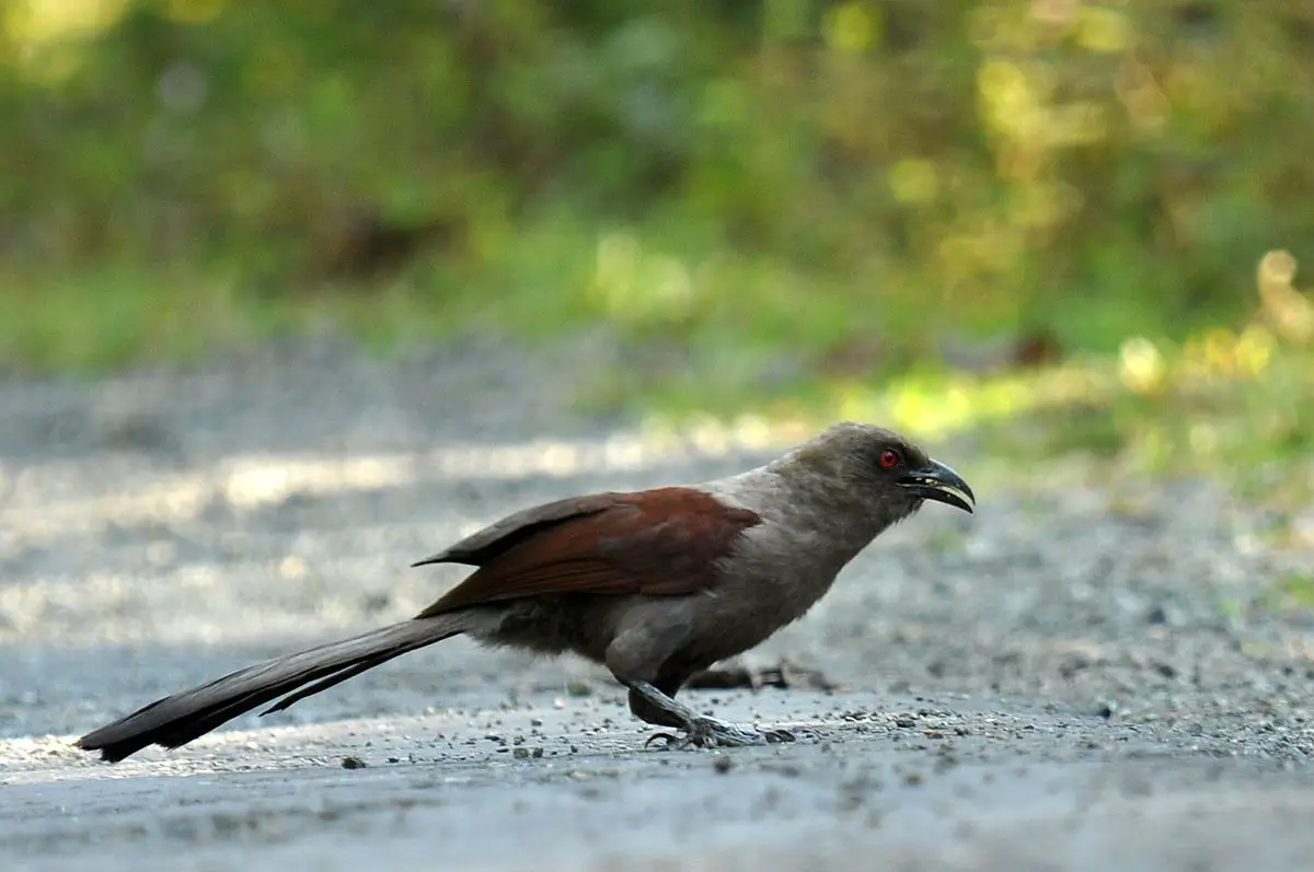 Andaman Coucal