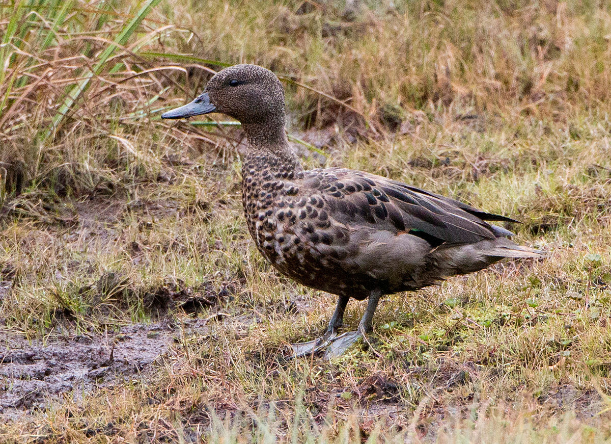 Andean Teal