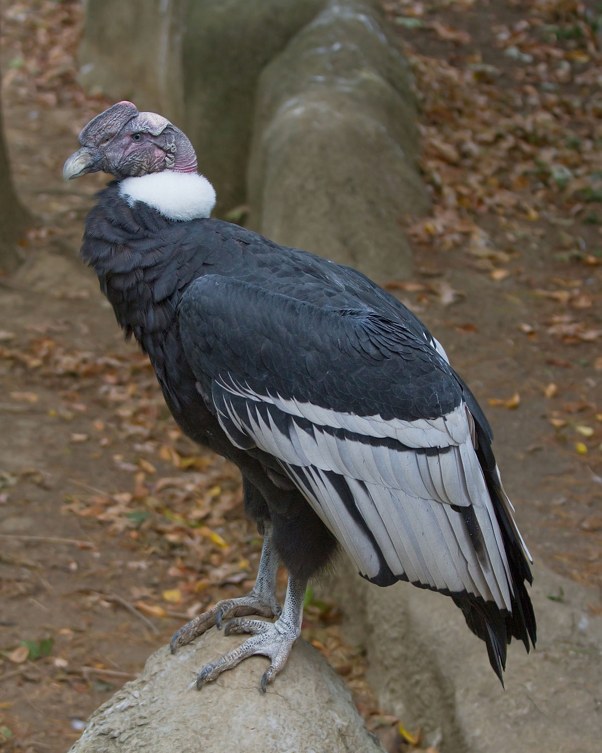 Andean Condor