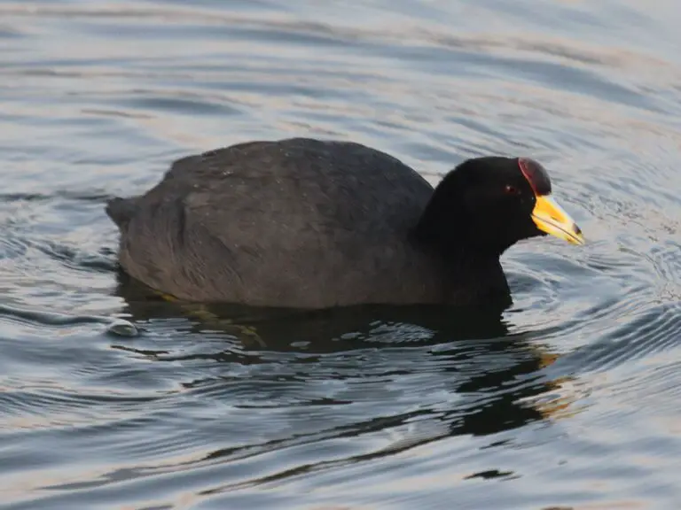 Andean Coot