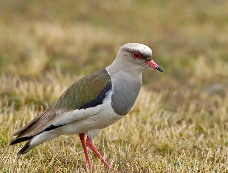 Andean Lapwing