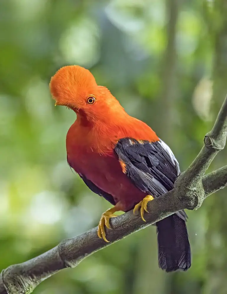 Andean Cock-Of-The-Rock