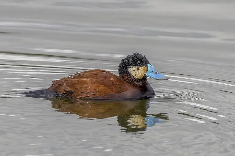 Andean Duck