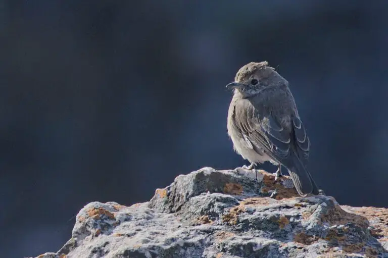 Angolan Slaty Flycatcher