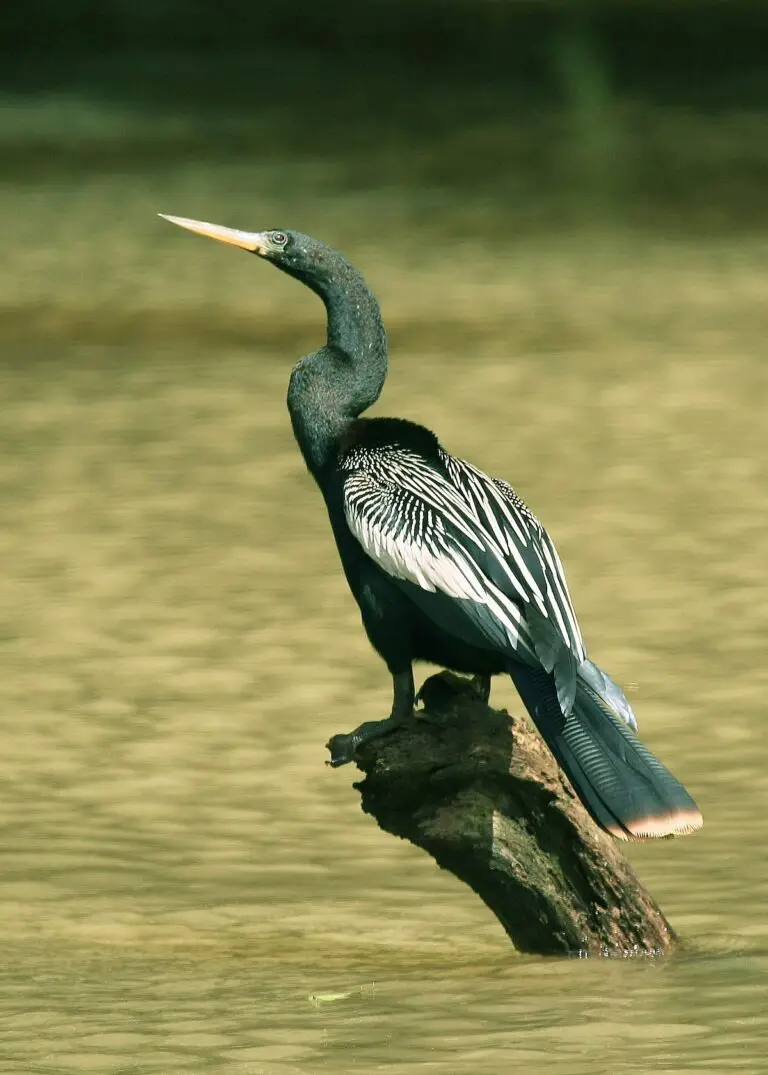 Anhinga