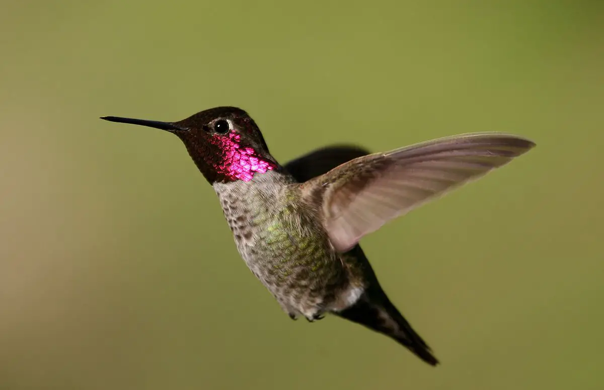 Anna'S Hummingbird