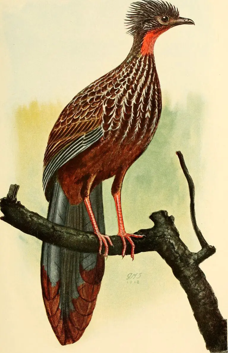 Band-Tailed Guan