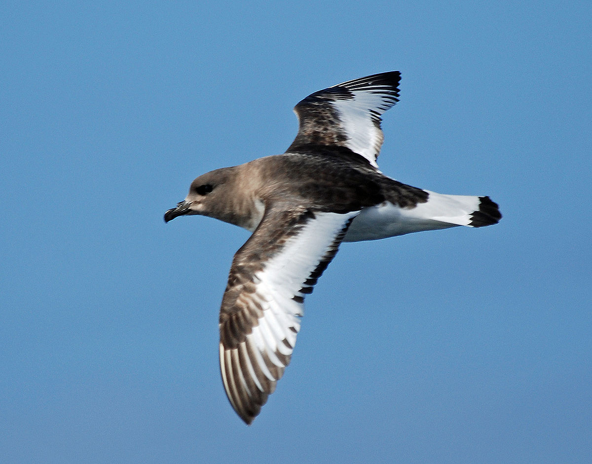 Antarctic Petrel