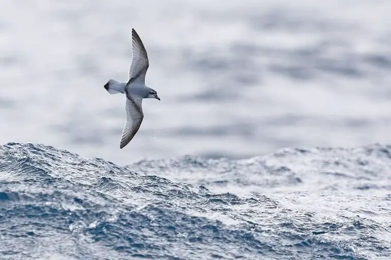 Antarctic Prion