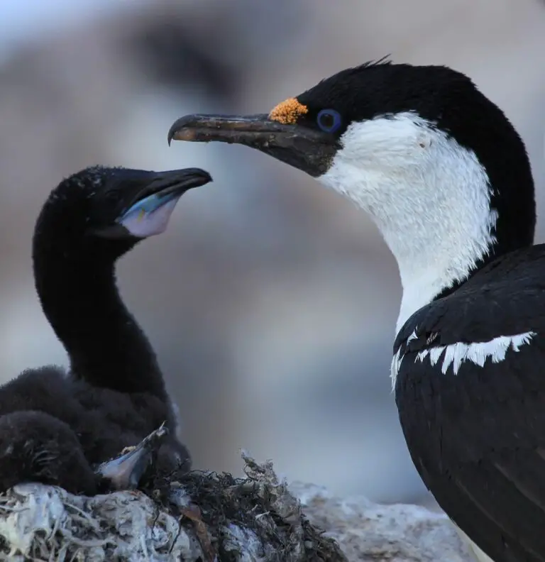 Antarctic Shag