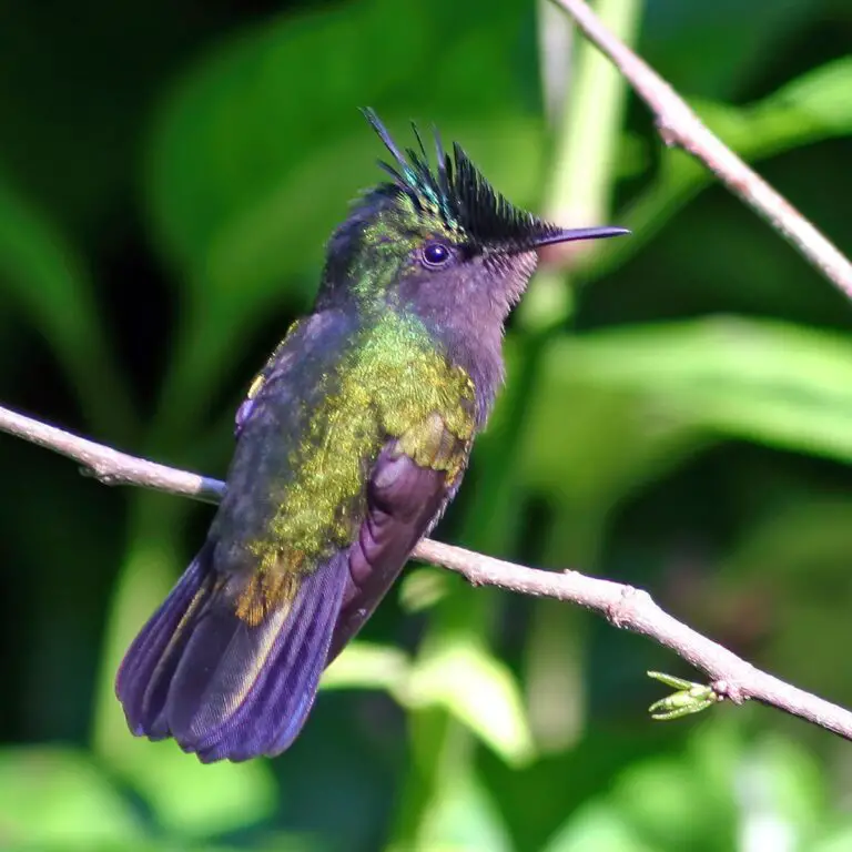 Antillean Crested Hummingbird