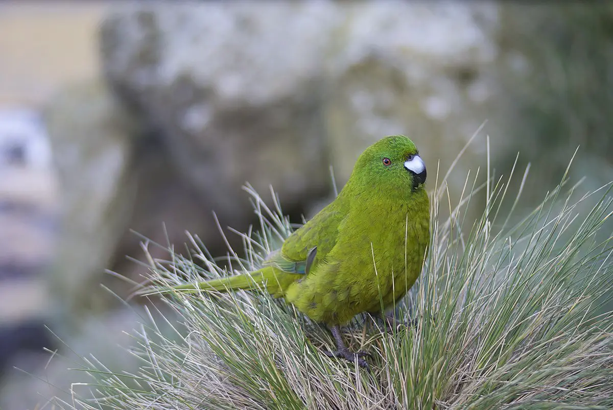 Antipodes Parakeet