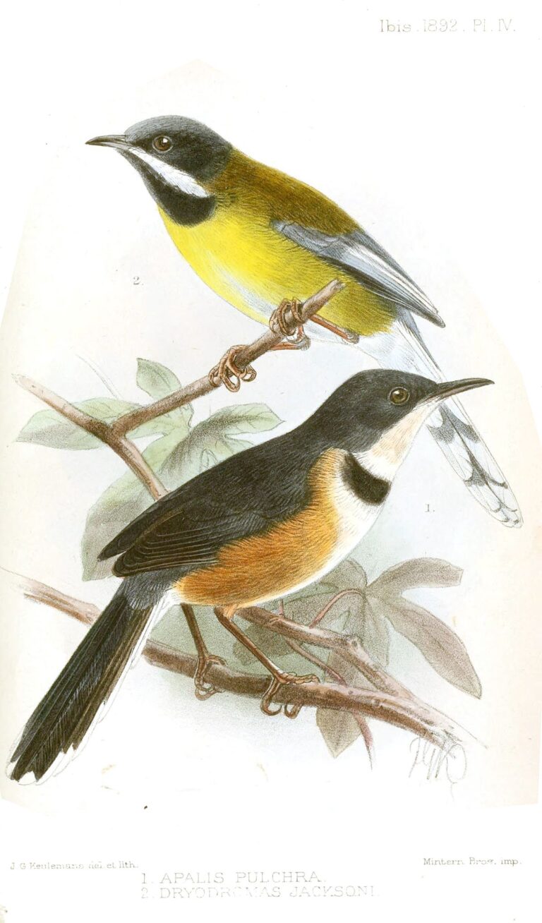 Black-Collared Apalis