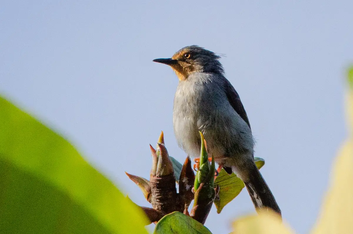 Bamenda Apalis