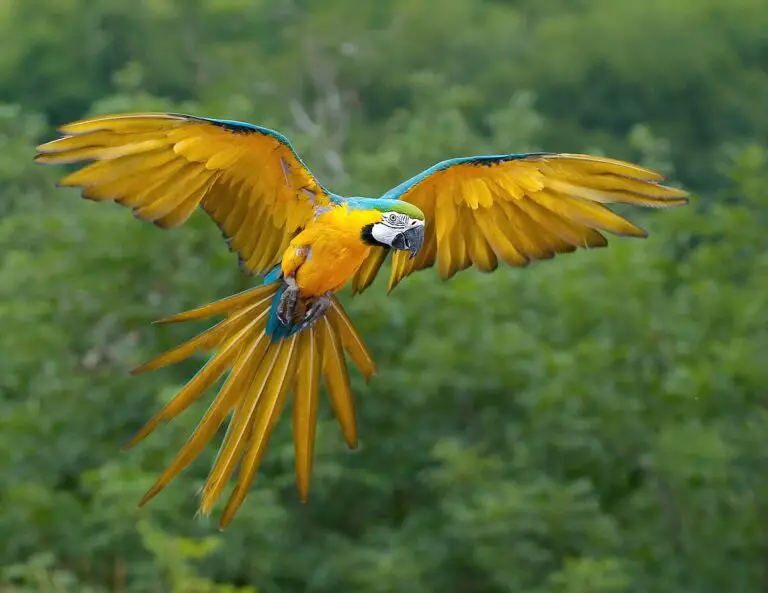 Blue-And-Yellow Macaw