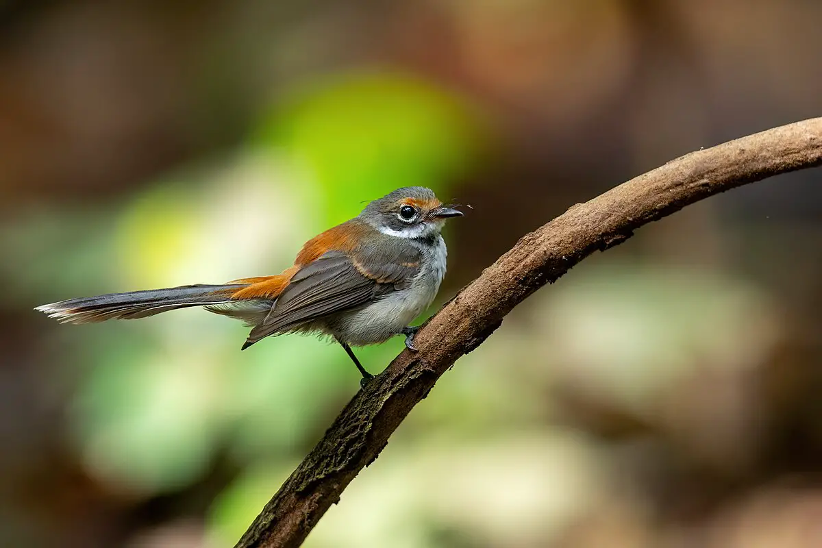 Arafura Fantail