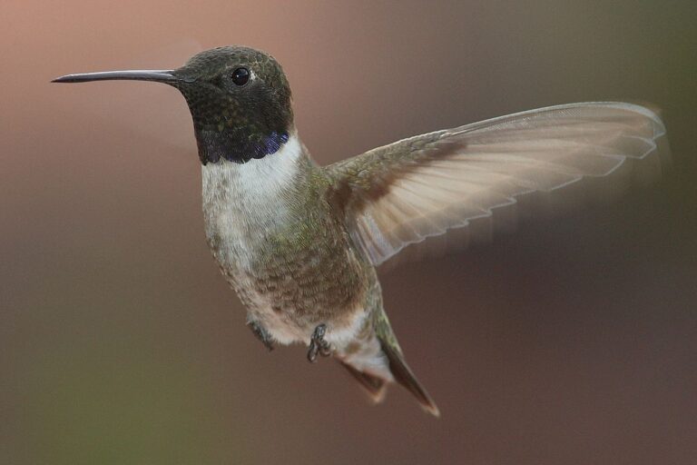 Black-Chinned Hummingbird