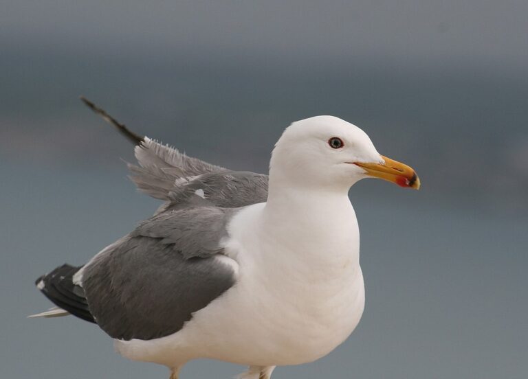 Armenian Gull