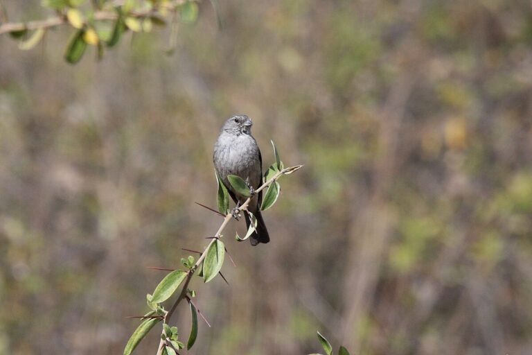 Ash-Breasted Sierra Finch